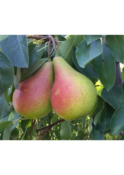 - June Beauty Armut Fidanı (140 - 150 Cm. Boy / Açık Köklü / Seçkin Çeşit) fiyatları