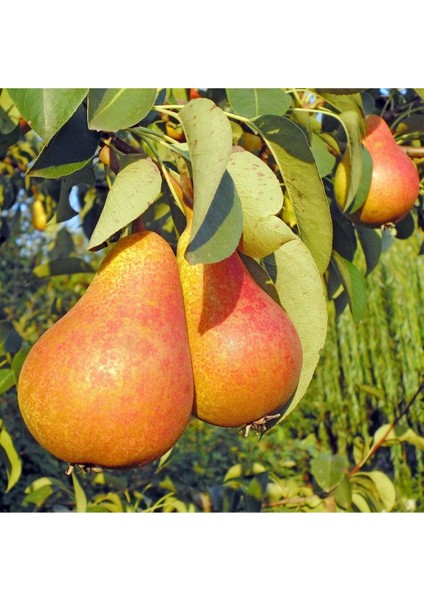 - June Beauty Armut Fidanı (140 - 150 Cm. Boy / Açık Köklü / Seçkin Çeşit) modelleri