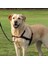 Köpek Yürüyüş Eğitim Göğüs Tasması S-M 2