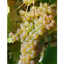 Çermik Fidancılık 9 Adet Aşılı Çermik Şire Bağ Üzümü Fidanı