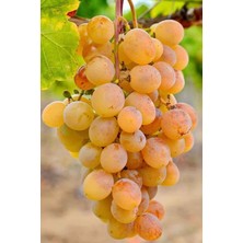 Çermik Fidancılık 4 Adet Aşılı Çermik Şire Bağ Üzümü Fidanı