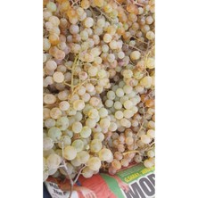 Çermik Fidancılık 7 Adet Aşılı Çermik Şire Bağ Üzümü Fidanı