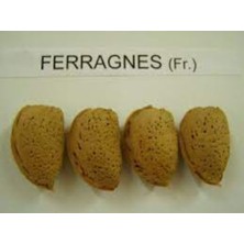 Ferragnes Badem Fidanı (140 - 150 Cm. Boy / Ince Kabuk / Seçkin Çeşit / Açık Kök))