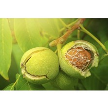 Fidan & Peyzaj - Fernor Ceviz Fidanı (120 - 130 Cm. Boy / Seçkin Çeşit / Açık Kök)