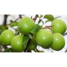 Fidan & Peyzaj - Dumanlı Papaz Erik Fidanı (150 Cm. Boy / Erkenci / Seçkin Çeşit / Açık Köklü)