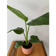 Doğa Çiçekçilik Strelitzia Nicolai - Starliçe