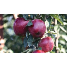 Fidan & Peyzaj - Scarlet Spur Elma Fidanı (150 Cm. Boy / Seçkin Çeşit / Açık Kök)