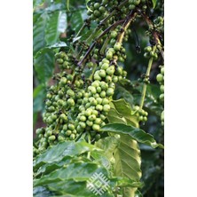 Abu Coffee Filtre Kahve Dominik Barahona Aa Arabica 250 gram