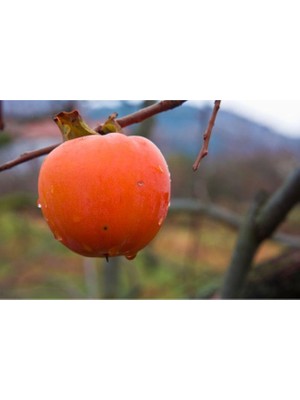Fidan & Peyzaj - Rojo Brillante Trabzon Hurması Fidanı (120 Cm. Boy / Açık Köklü