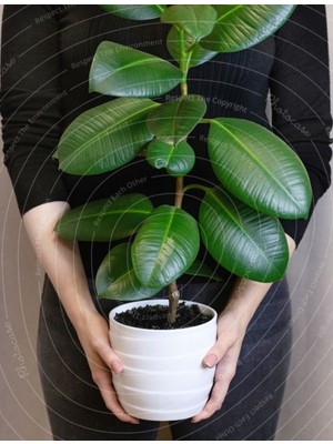 Doğa Çiçekçilik Kauçuk Ağacı Ficus Elastica Seramik Saksıda