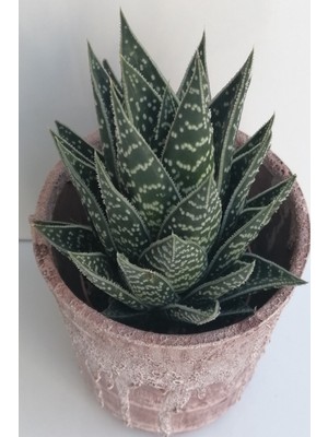 Doğa Çiçekçilik Seramik Saksıda Aloevera Sukkulent