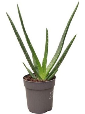 Aloe Vera Bitkisi Fiyatlar, Modelleri 151 rnle | Hepsiburada