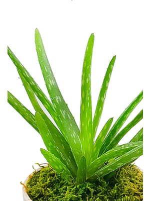 Doğa Çiçekçilik Antik Seramik Saksıda Aloe Vera