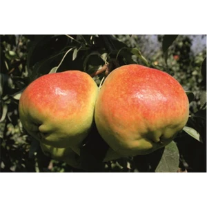 Fidan & Peyzaj Deveci Armut Fidanı 140 - 150 Cm. Boy / Seçkin Çeşit / Açık Kök)