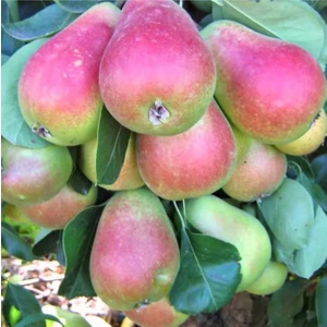 Fidan & Peyzaj Santa Maria Armut Fidanı (140 - 150 Cm. Boy / Seçkin Çeşit / Açık Kök)