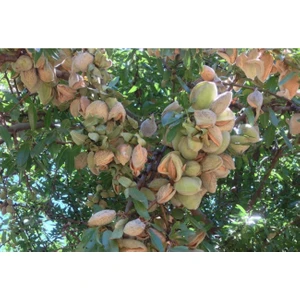 Fidan & Peyzaj Ferragnes Badem Fidanı (140 - 150 Cm. Boy / Ince Kabuk / Seçkin Çeşit / Açık Kök))