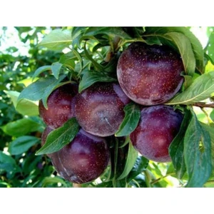 Fidan & Peyzaj Anjelika Erik Fidanı (150 Cm. Boy / Geçci / Seçkin Çeşit / Açık Kök)