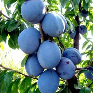 Fidan & Peyzaj - Mürdüm Erik Fidanı (150 Cm. Boy / Seçkin Çeşit / Açık Köklü)