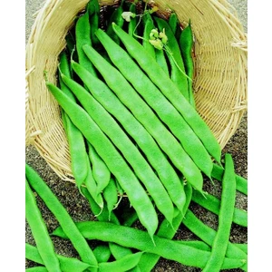 KARAHASANOĞLU TARIM YERLİ UZUN ENLİ GEÇÇİ TURŞULUK SIRIK FASULYE TOHUMU 100 GR (ALACALI)