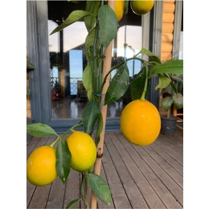 Doğa Çiçekçilik Aşılı Limon Fidanı