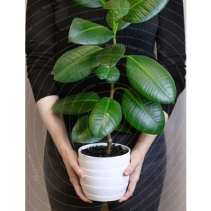 Doğa Çiçekçilik Kauçuk Ağacı Ficus Elastica Seramik Saksıda