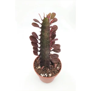Doğa Çiçekçilik Euphorbia Trigona Red (Süt Ağacı) - 8.5 cm Saksıda