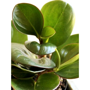 Doğa Çiçekçilik Peperomia Obtusifolia