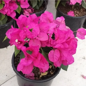 Doğa Çiçekçilik Bodur Begonvil - Begonvil - Bodrum Begonvili