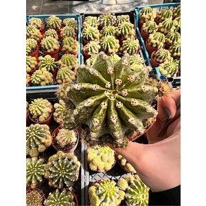 Doğa Çiçekçilik Echinopsis Oxygona Kaktüs (Bol Yavrulu Kaynana Topuzu) - 8,5 cm