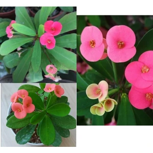 Doğa Çiçekçilik Pembe Dikenler Tacı