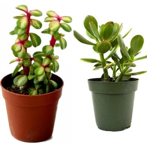 Doğa Çiçekçilik 2 Tür Para Ağacı Crassula Ovata+Yeşim Ağacı 88282838