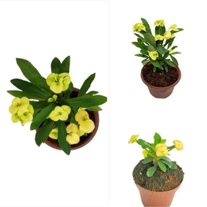 Doğa Çiçekçilik Sarı Dikenler Tacı