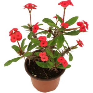 Doğa Çiçekçilik Euphorbia Milli Dikenler Tacı Kırmızı Çiçekli 20CM Iç Mekan Dekoratif Bitki