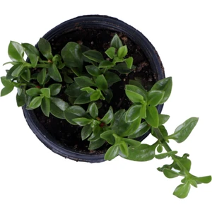 Doğa Çiçekçilik Buz Çiçeği,saksı'da Aptenia Cordifolia