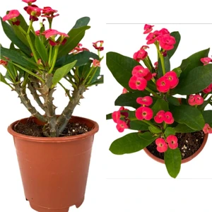 Doğa Çiçekçilik Orta Boy Dikenler Tacı