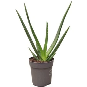 Çiçekçilik Aloe Vera Çiçeği Bitkisi