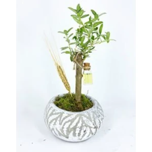 Zeytin Ağacı Bonsai & Beyaz Vane Beton Saksıda Hediyelik Canlı