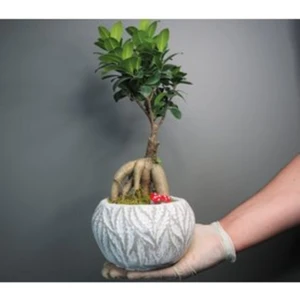 Doğa Çiçekçilik Ficus Ginseng Bonsai & Beyaz Vane Beton Saksıda Hediyelik Canlı Çiçek