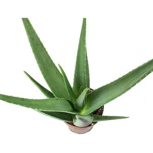 Doğa Çiçekçilik Aloe Vera Sarısabır 10.5 Saksıda