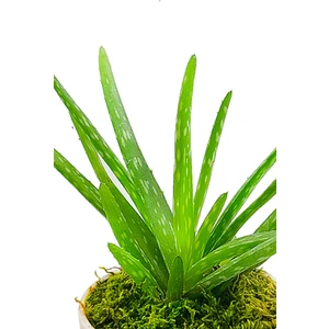 Doğa Çiçekçilik Antik Seramik Saksıda Aloe Vera