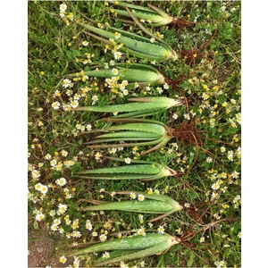 2 Adet Aloe Vera Fidanı Tıbbi Sarısabır 20 cm Saksısız Köklü