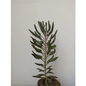 Doğa Çiçekçilik Aşkın Gözyaşları Çiçeği