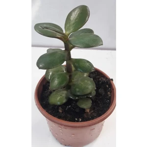 Doğa Çiçekçilik Para Çiçeği 15-20 cm Boyunda Sağlıklı Çiçekler