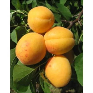 Çermik Fidancılık 2 Adet Malatya Kayısı Fidanıı 3 Yaş