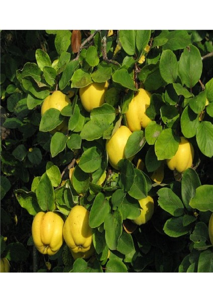 2 Adet Aşılı Bodur Eşme Ayva Fidanı 3 Yaş fiyatları