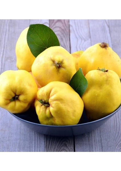 3 Adet Aşılı Bodur Eşme Ayva Fidanı 3 Yaş fiyatları