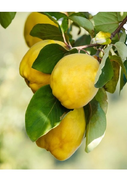 4 Adet Aşılı Bodur Eşme Ayva Fidanı 3 Yaş fiyatları