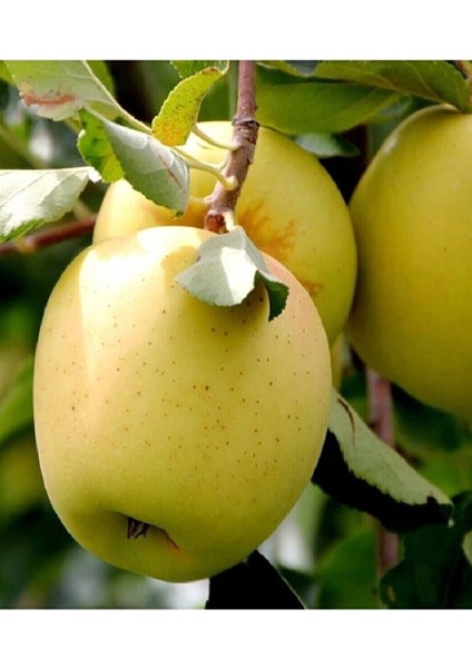 7 Adet Aşılı Bodur Golden Elma Fidanı 3 Yaş