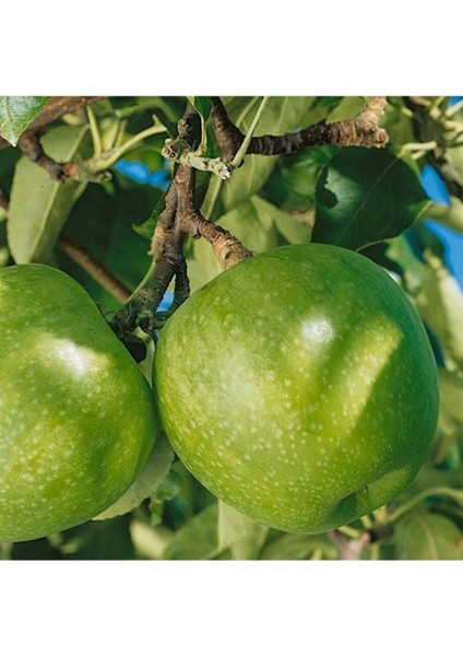 4 Adet Aşılı Bodur Yeşil Elma Fidanı 3 Yaş