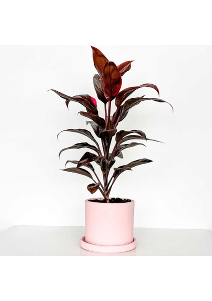 Cordyline Tango ( Kordilin Bitkisi ) - Ruby Pembe Saksılı
